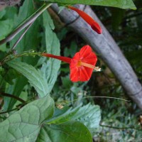 Ipomoea hederifolia L.